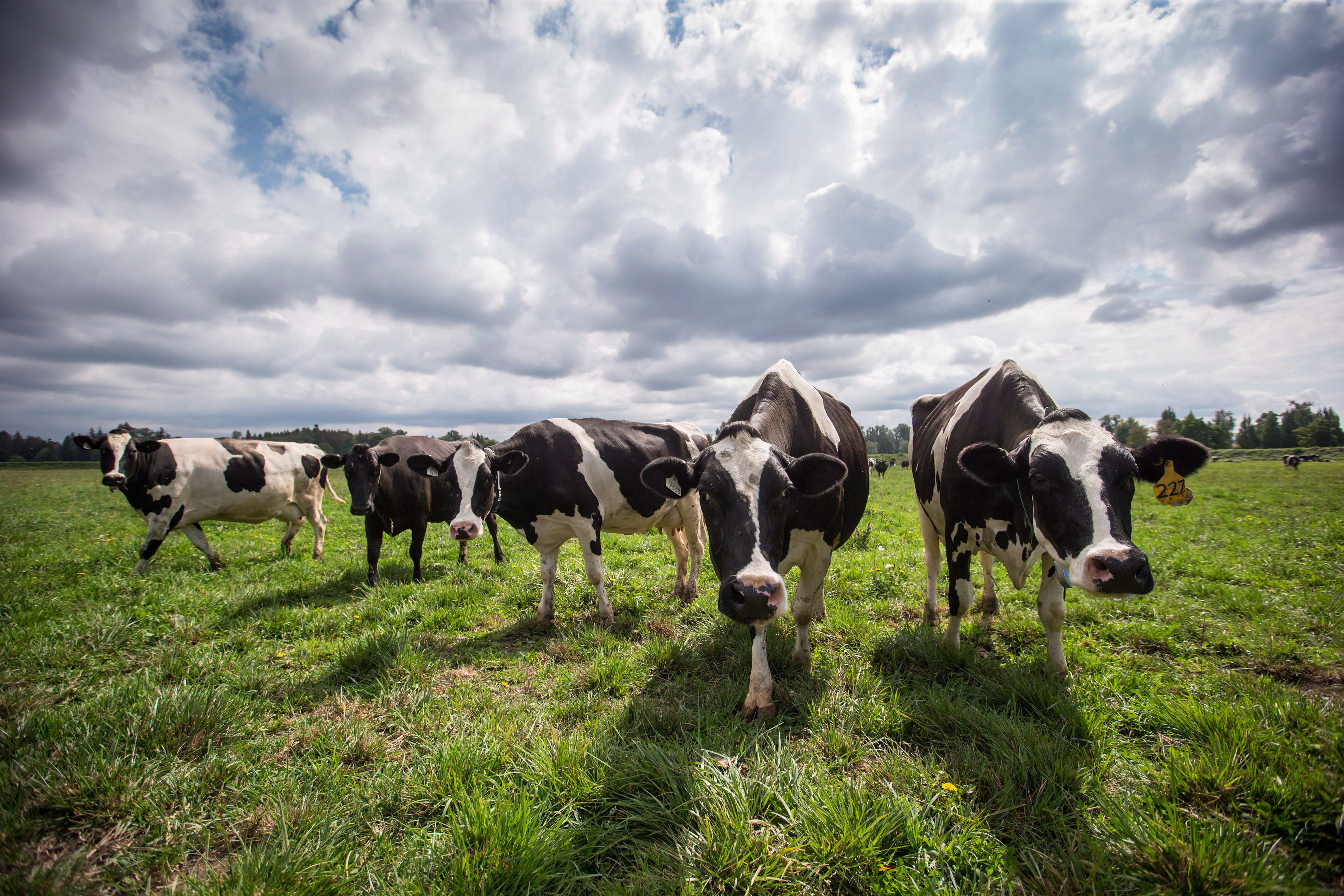 Milking the Future: What’s Really at Stake as Canada’s Dairy Farms Disappear