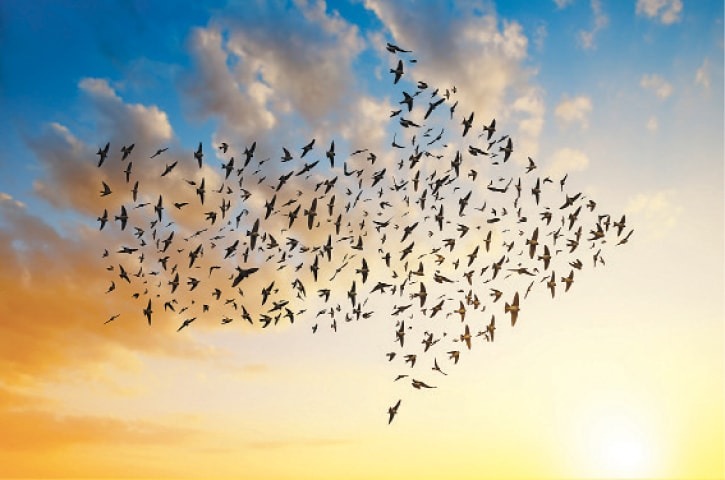 Star Maps, Magnetic Fields, and Memory: The Mysterious Journey of Migrating Birds