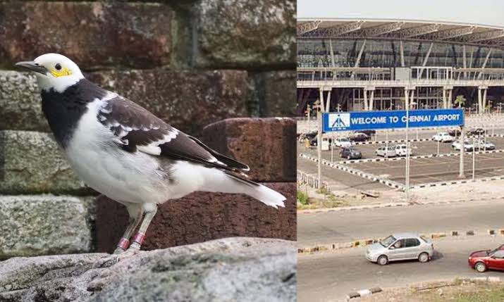 Sonic Shields Up! Chennai Airport Deploys Thunder Booms to Outsmart Bird Strikes