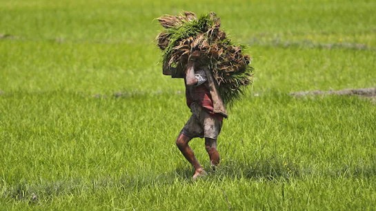 Relief for Farmers: Gujarat Govt Delays Right Bank Canal Shutdown Amid Crop Damage Concerns