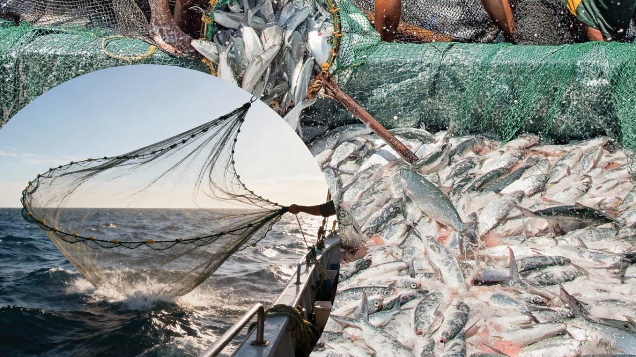 Catch of the Day: India Empowers Small Fishers and Cooperatives with Revolutionary Policies