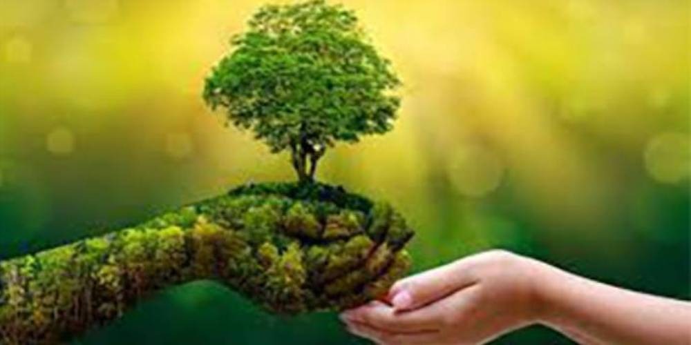 BHEL’s Green Commitment: 1,000 Saplings Planted on World Environment Day