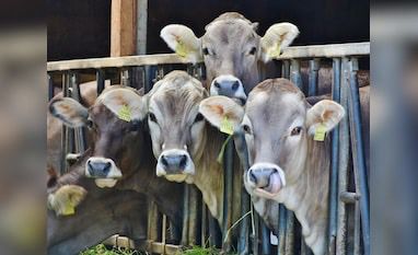 Healing Hooves, Growing Dreams: Why India's Rural Economy Rides on Veterinary Strength