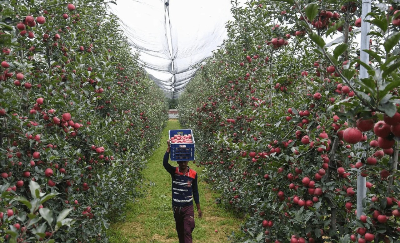Supreme Court Stay Offers Lifeline to Himachal’s Apple Growers Amid Land Dispute