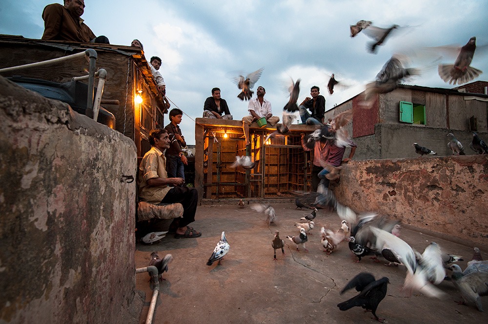 Ancient Mughal Tradition Of Pigeon-Rearing Thrives In Old Delhi