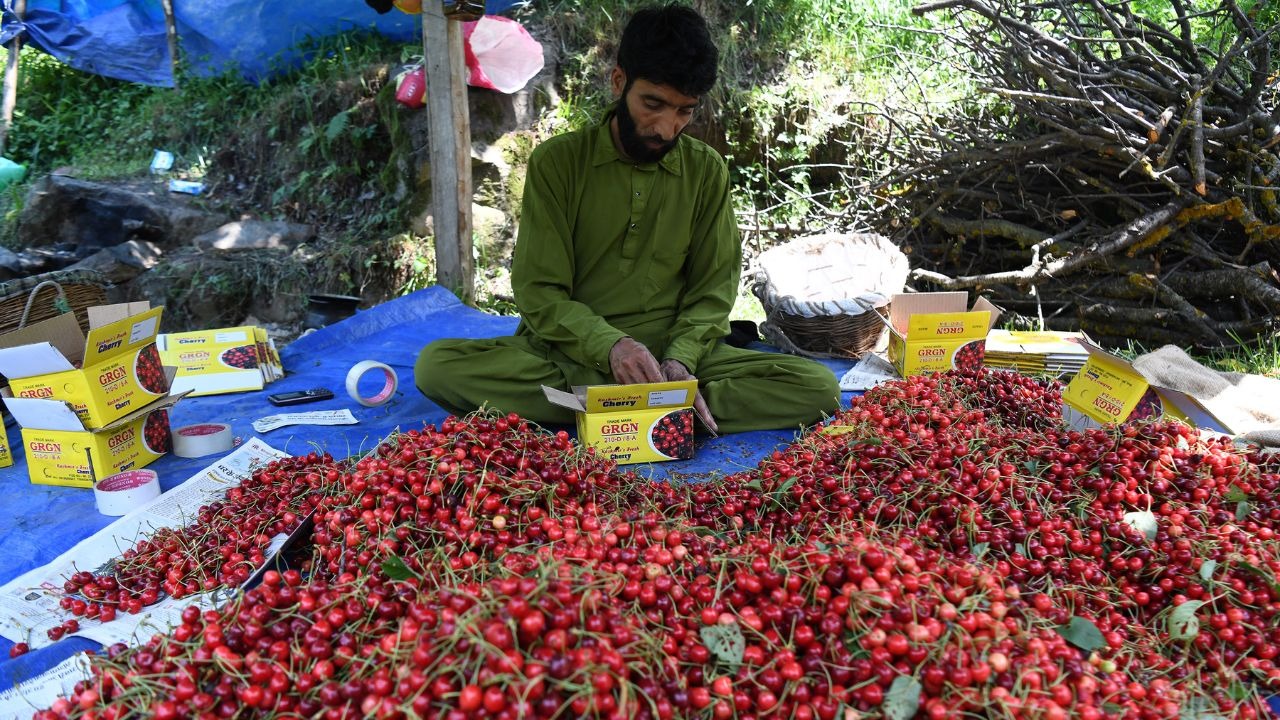 Kashmir’s Cherry Season Takes Off: 43 Tonnes Of Fresh Produce Roll Out Nationwide