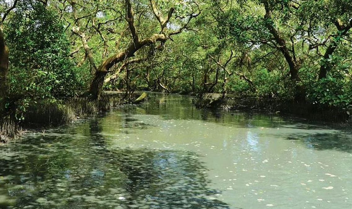 Rooting for Change: Gujarat’s Mangrove Mission Goes Out on a Limb!