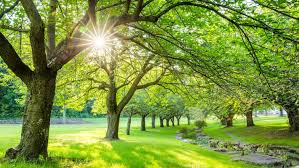 Summer's Gentle Reminder: Slowing Down in a Fast-Paced World