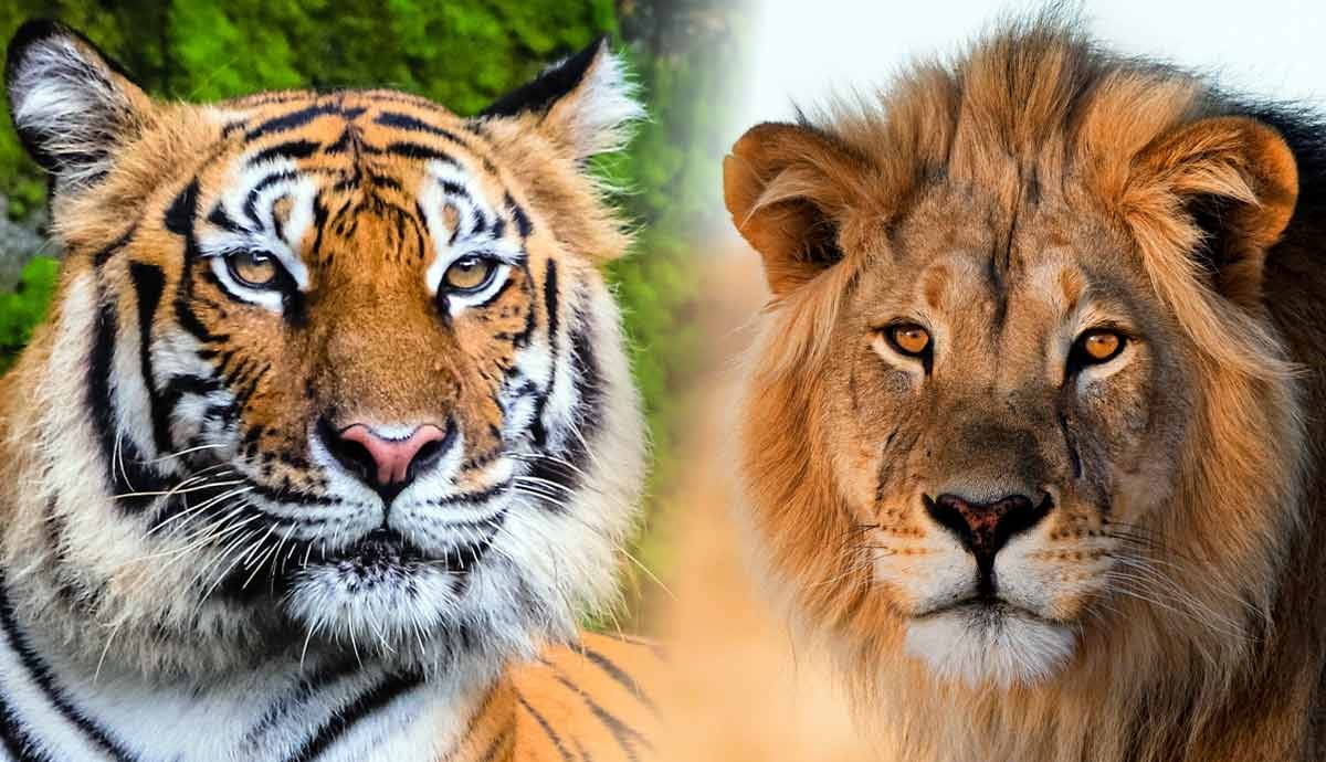 Tigers and Lions: Guardians of Ecosystems, But Who Reigns Supreme?