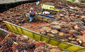 Malaysia May Palm Oil Exports Set for 4.8% Decline, Survey Shows