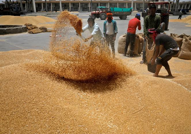 Wheat Watchers Unite: India's New Friday Ritual for Food Security