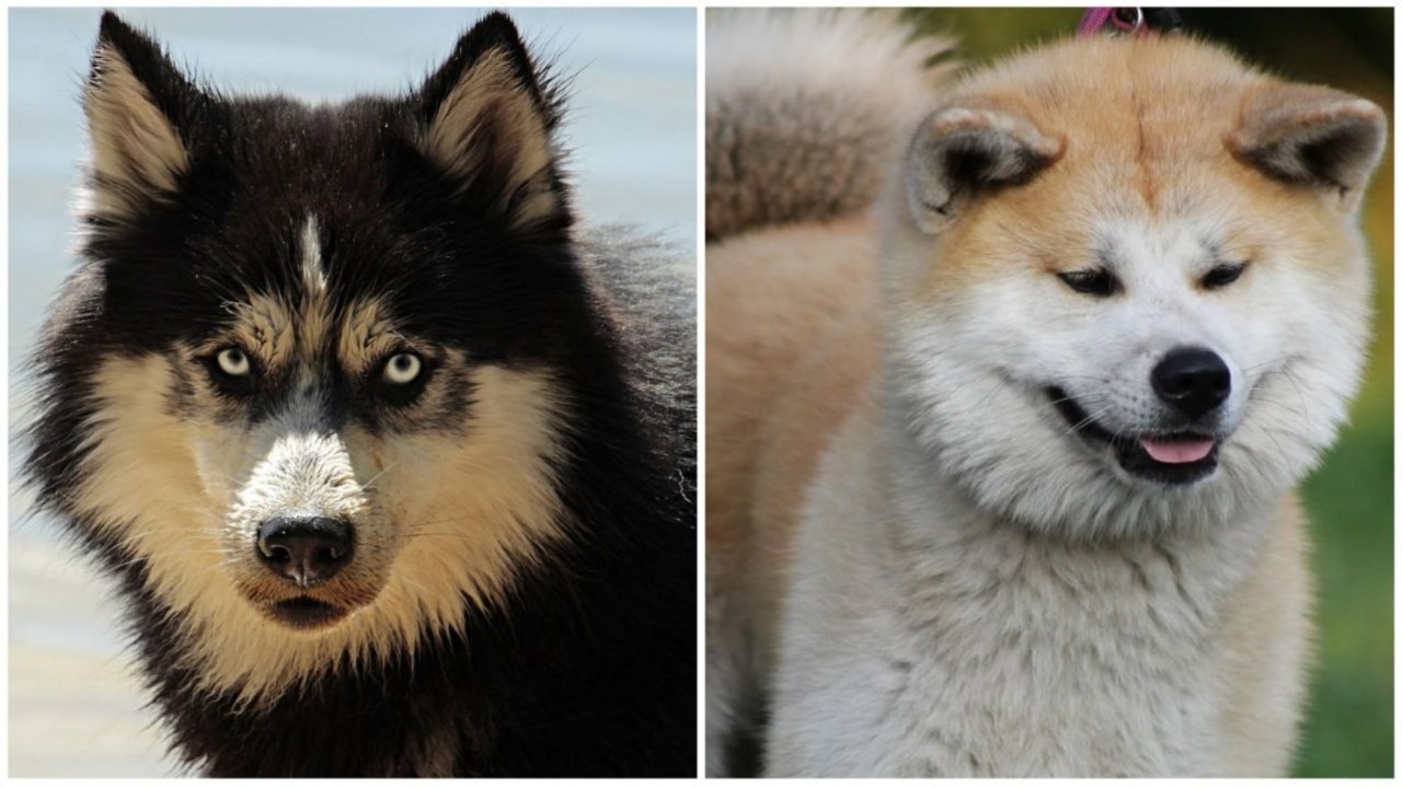 India's Most Expensive Dog Breeds: A Look at Luxury Canines