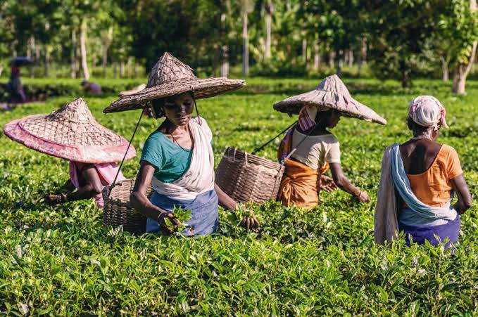 Wake-Up Call for Policymakers: Tea Producers' Perfect Storm of Shortages and Soaring Expenses